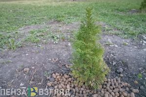 В Пензе и области высадили около 60 тысяч деревьев в рамках акции «Сад Памяти»
