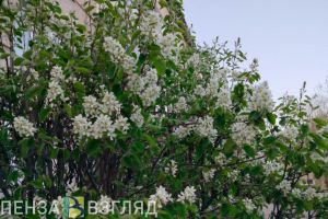 Пензенцам рассказали, как отличить симптомы ОРВИ от аллергии