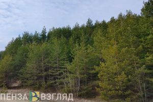 Для охотников в Пензенской области установлено новое ограничение
