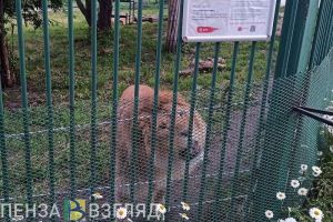 Жителям Пензенской области запретили содержать дома крокодилов, львов и медведей