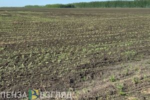 В Пензенской области проведут работы на сибиреязвенном скотомогильнике