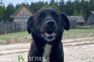 В Заречном не нашли желающих ловить и умерщвлять бродячих собак