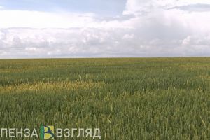 В Пензенской области 23 раза нарушили нормы обращения с пестицидами и химикатами