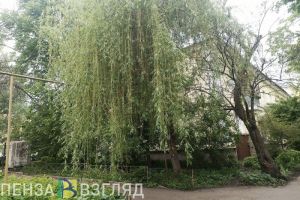 Жителям Пензенской области пообещали солнечные и теплые выходные