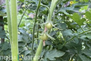 Жители Пензенской области предпочитают выращивать на огородах помидоры