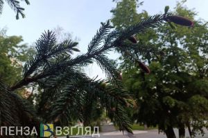 В Пензенскую область придет 20-градусное тепло