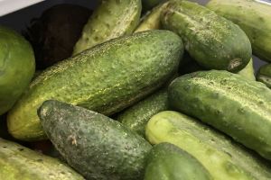 Огурцы на грядках погибнут: 5 главных ошибок, которые лишат урожая