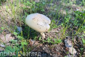 Пензенцев предупредили о штрафах до 3 миллионов рублей за сбор грибов
