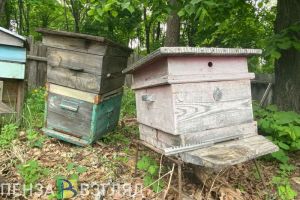 В Пензенской области выросло количество пчелосемей