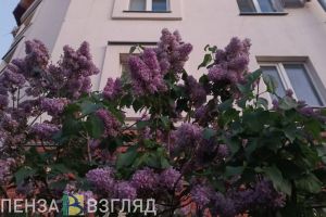 Пензенцев ждет тюремный срок за сорванную сирень