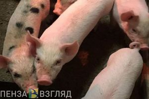 Пензенцев обяжут создать свиньям комфортные условия