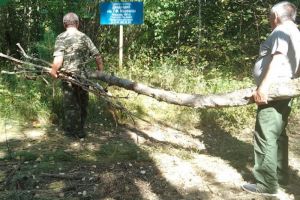 В Пензенской области восстанавливают дендрарий им. Г.Ф. Морозова