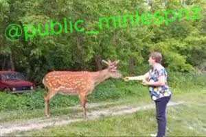 Кормящую дикого оленя жительницу Пензенской области сняли на видео