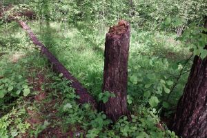 В двух лесничествах Пензенской области незаконно вырубили деревья