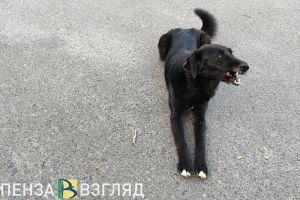 Отстрел лисиц пензенцами привел к рекордному спаду заболеваемости бешенством