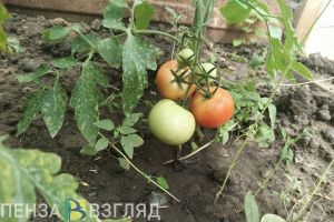 В Пензенской области эксперты проверили качество почвы