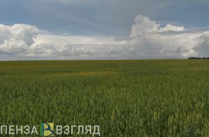 Глава сельсовета в Пензенской области наказан за нарушение пожарной безопасности