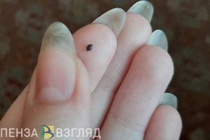 В 2025 году у 6 жителей Пензенской области диагностировали клещевой боррелиоз