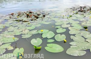 В первую летнюю пятницу в Пензенской области будет +27 градусов
