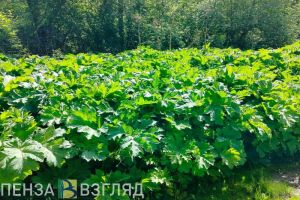 Пензенцев планируют штрафовать на 700 тысяч за нежелание бороться с борщевиком