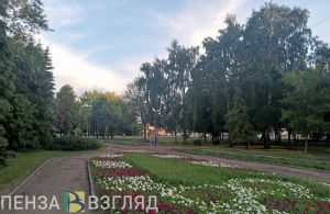 Осенью в Пензе посадят новые деревья на месте погибших от опасного вредителя