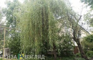 Очередной циклон: пензенцам рассказали о погоде на последней неделе июня