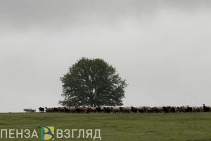 Территория успеха. Агропромышленный комплекс Пензенской области: от полей до прилавков
