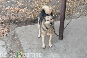 В Пензе хозяйку стихийного приюта заставят избавиться от 63 собак и 190 кошек