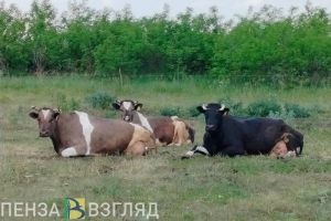 В Колышлейском районе выявлен очаг бешенства