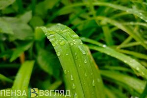 Особый противопожарный режим в Пензенской области отменен