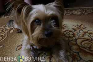 Глава Заречного призвал не устраивать в квартирах «концлагеря для животных»