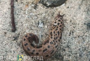 Нашествие слизней в Пензе: биолог назвала причину и рассказала, стоит ли бояться