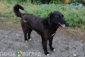 На отлов бродячих собак в Заречном готовы выделить около 250 тысяч рублей