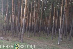 В пензенском Минлесхозе рассказали о «Годуновской тропе»