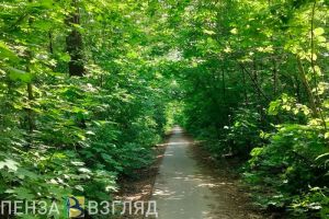 Пензенцы узнали, кого чаще всего кусают комары