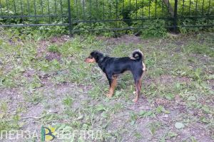 В Заречном проведут фестиваль собаководов