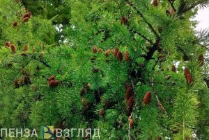 Выходные начнутся для пензенцев с грозы и сильного ветра