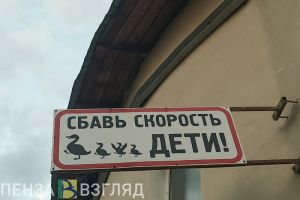 В Пензе мужчина вышел из авто, чтобы перевести семейство уток через дорогу