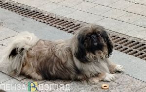 Пензенцы столкнулись с нехваткой вакцин для кошек и собак