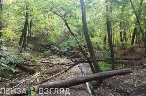 Соцсети: диковинный «дьявольский» гриб нашли не в Пензенской области