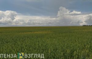 В Пензенской области выявили нарушения правил применения пестицидов