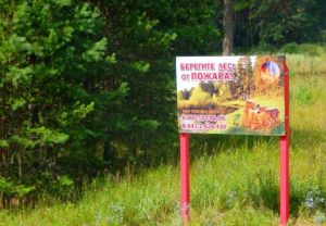 В Пензенской области запретили посещение лесов