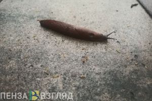 Тропа здоровья в слизнях: как в Пензе борются с нашествием моллюска