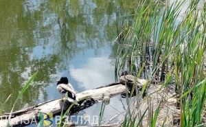 В Пензенской области начали учет объектов животного мира
