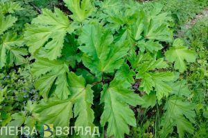 Пензячка пожаловалась на заросли борщевика в центре города
