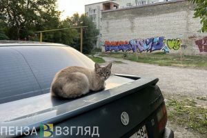 Пензенцам могут запретить кормить бездомных кошек и собак