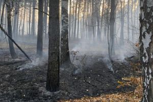 В Пензенской области при тушении лесных пожаров используют квадрокоптеры