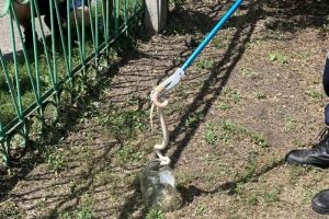 В Пензе около детского сада спасатели отловили змею