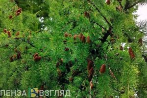 В Пензенской области 62 человека нарушили правила пожарной безопасности в лесах
