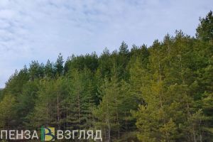 В Пензенской области вернули в федеральную собственность 51 га лесных земель